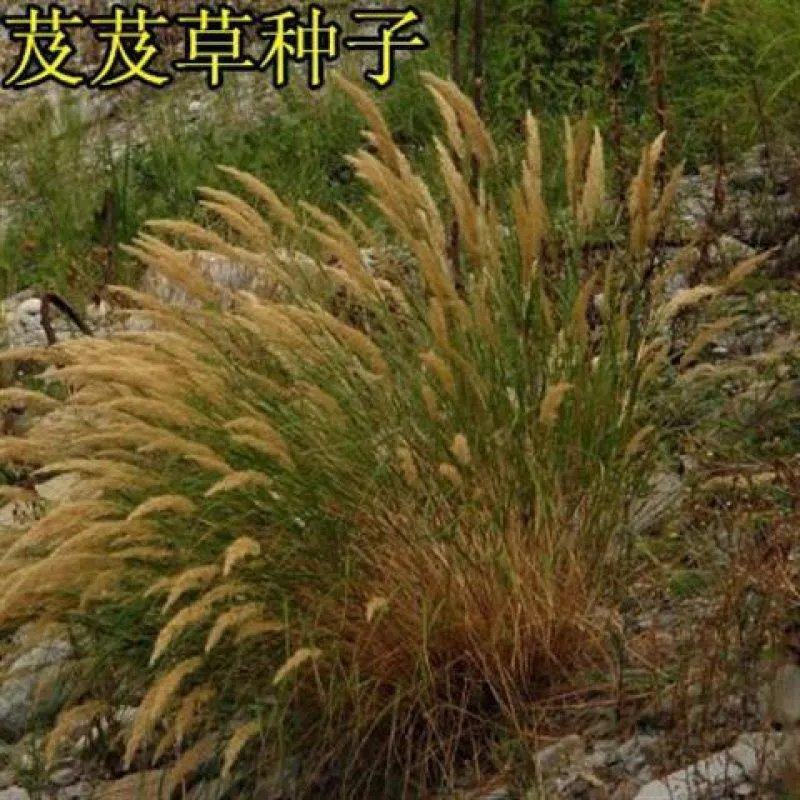 芨芨草种子芨芨草优质牧草种子水草绿化种子耐旱防风固沙量大