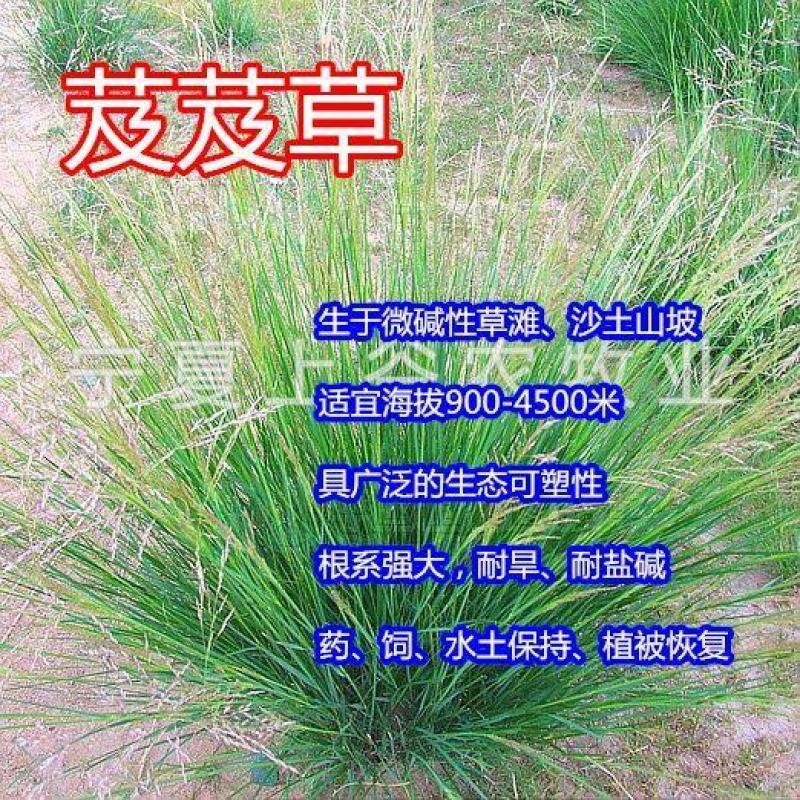 芨芨草种子芨芨草优质牧草种子水草绿化种子耐旱防风固沙量大