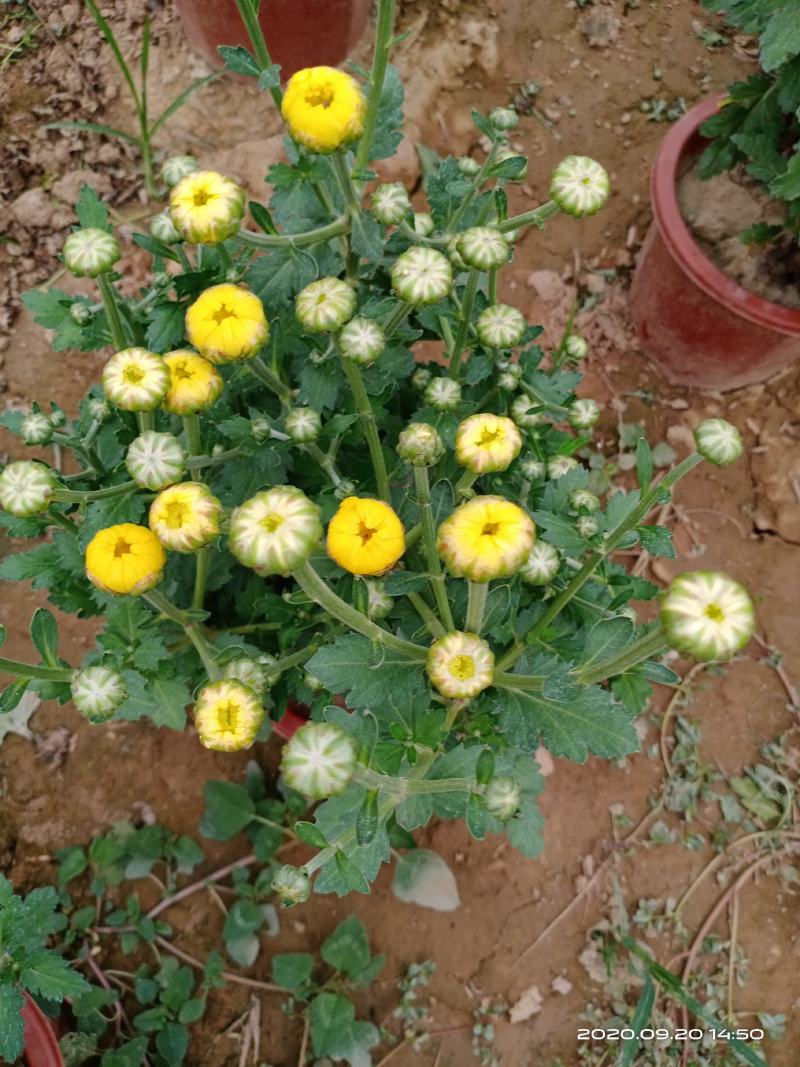 欢迎大家前来基地观赏菊花