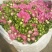 鲜花盆栽多头菊室内外阳台庭院菊花花苗千头菊带花绿植物四季