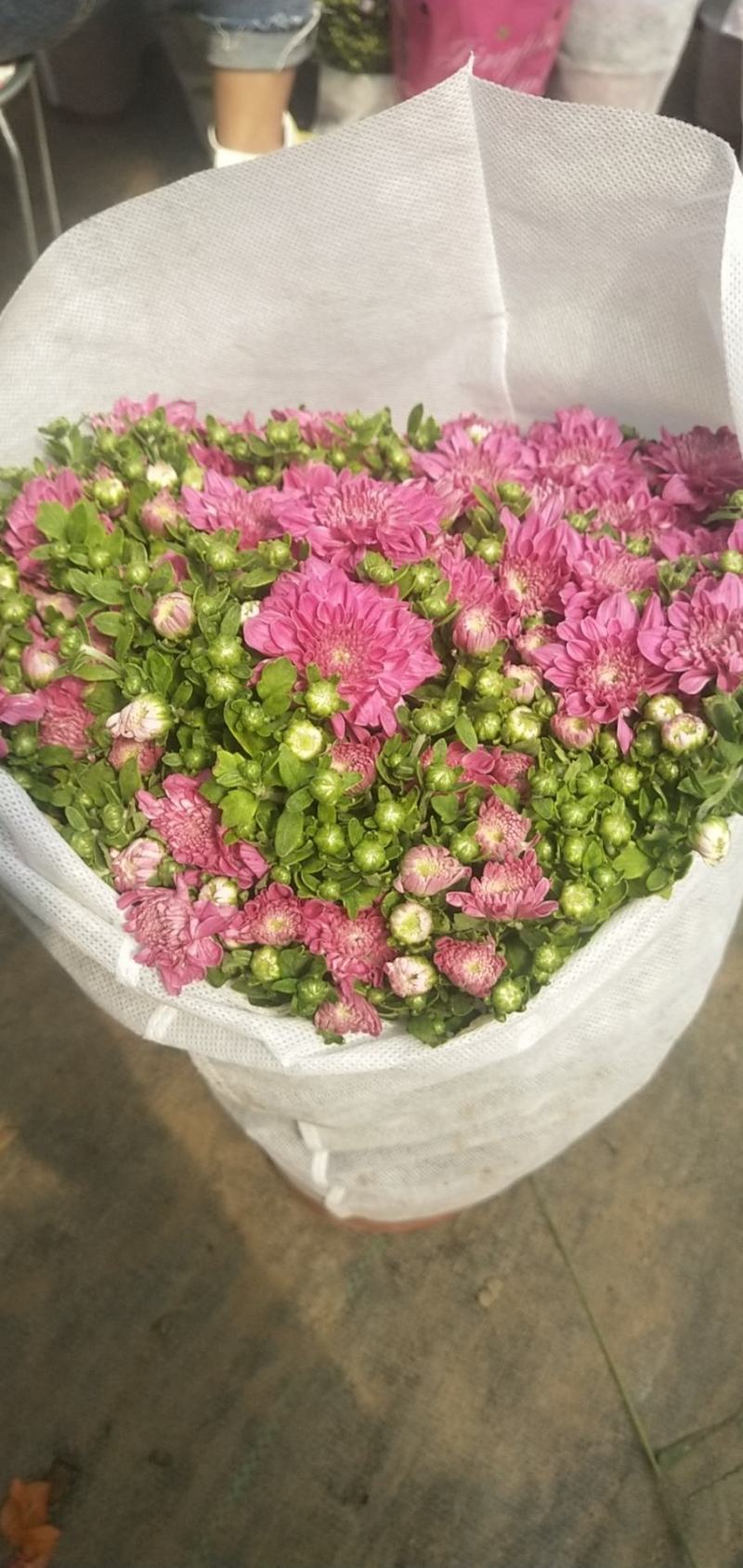 鲜花盆栽多头菊室内外阳台庭院菊花花苗千头菊带花绿植物四季
