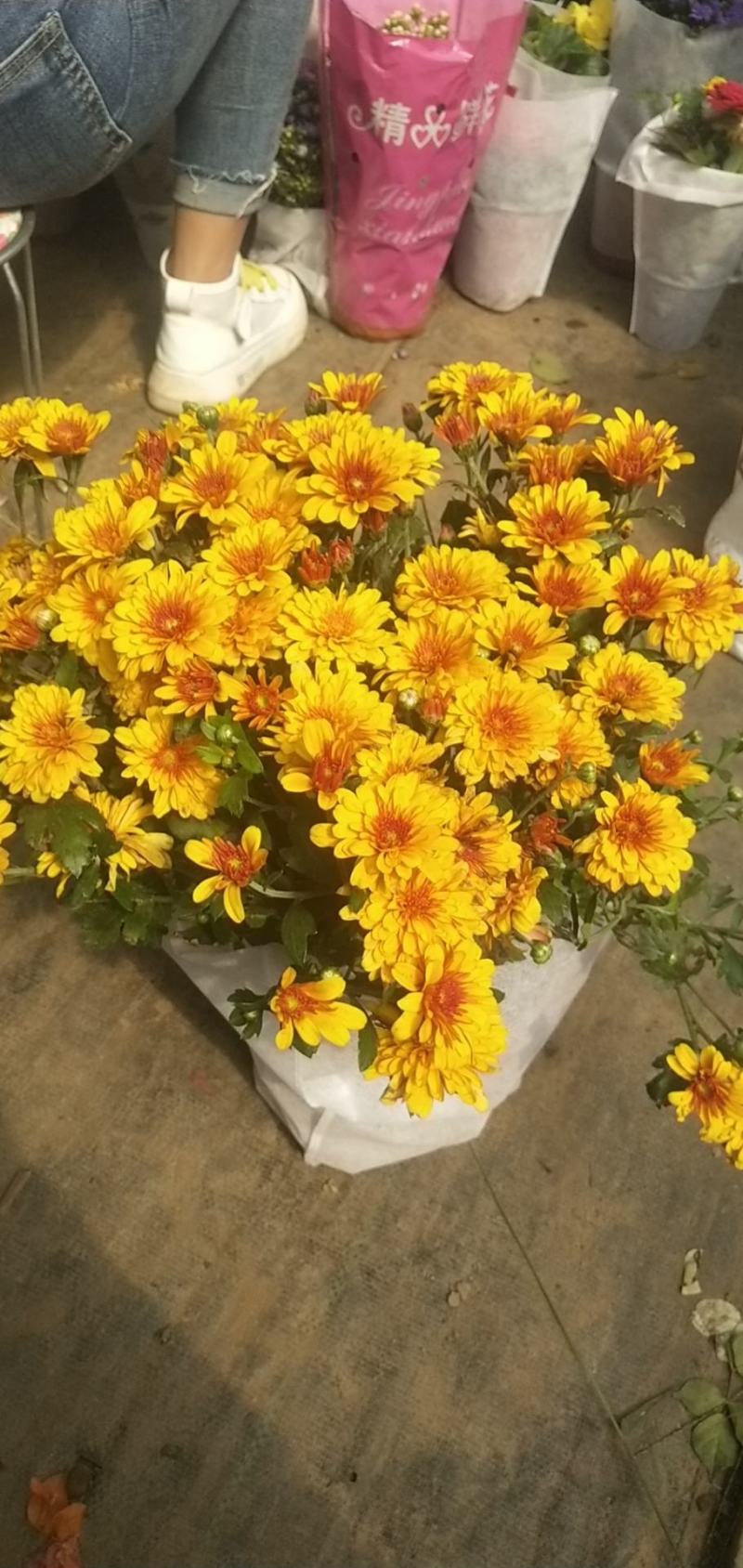 鲜花盆栽多头菊室内外阳台庭院菊花花苗千头菊带花绿植物四季