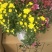 鲜花盆栽多头菊室内外阳台庭院菊花花苗千头菊带花绿植物四季