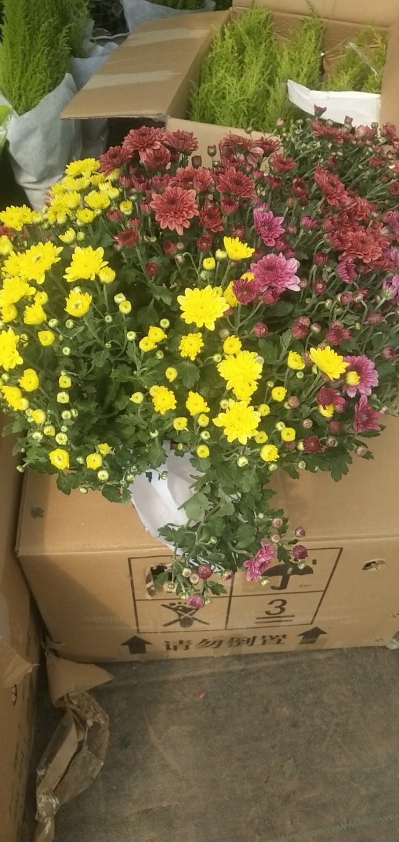鲜花盆栽多头菊室内外阳台庭院菊花花苗千头菊带花绿植物四季