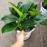 观叶植物，绿公主，绿叶花卉，绿植