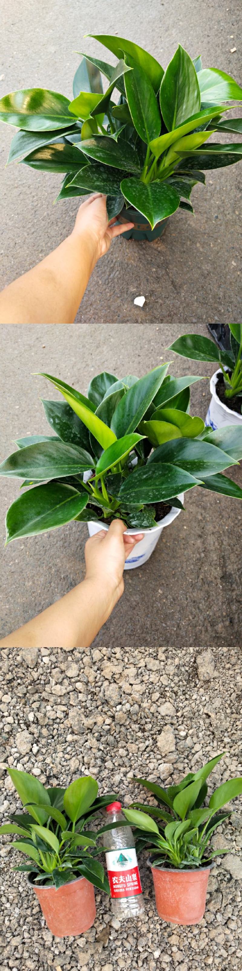 观叶植物，绿公主，绿叶花卉，绿植