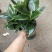 观叶植物，绿公主，绿叶花卉，绿植