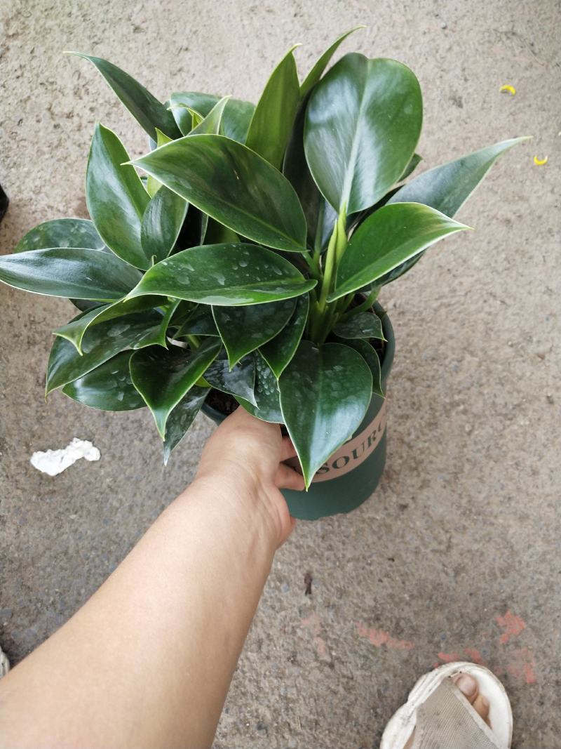观叶植物，绿公主，绿叶花卉，绿植