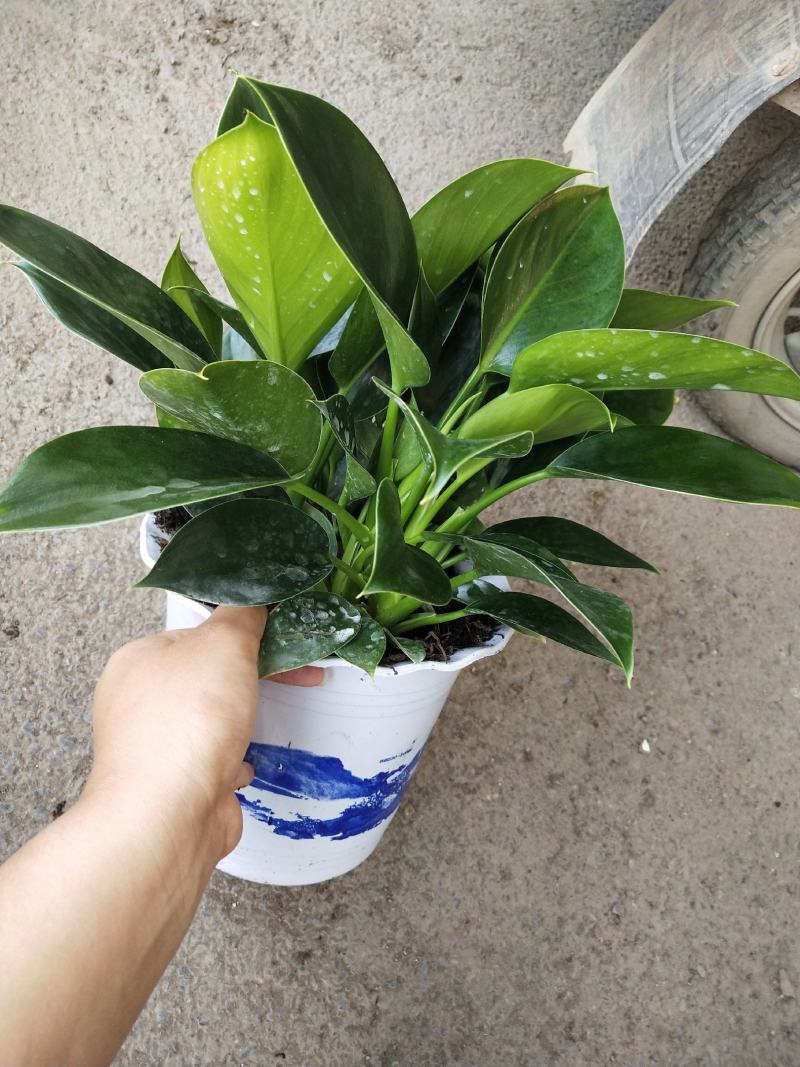观叶植物，绿公主，绿叶花卉，绿植