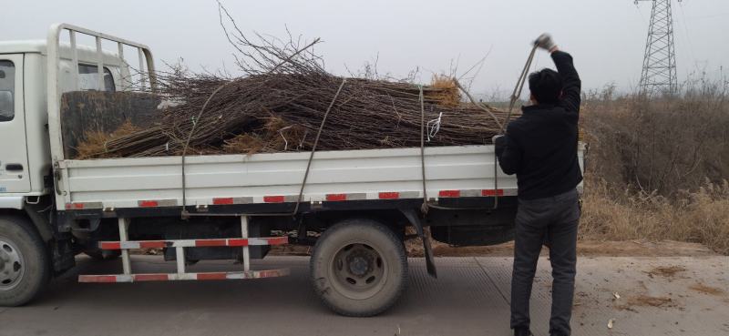 大红袍花椒苗地径0.8公分粗以上量大