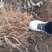 大红袍花椒苗地径0.8公分粗以上量大