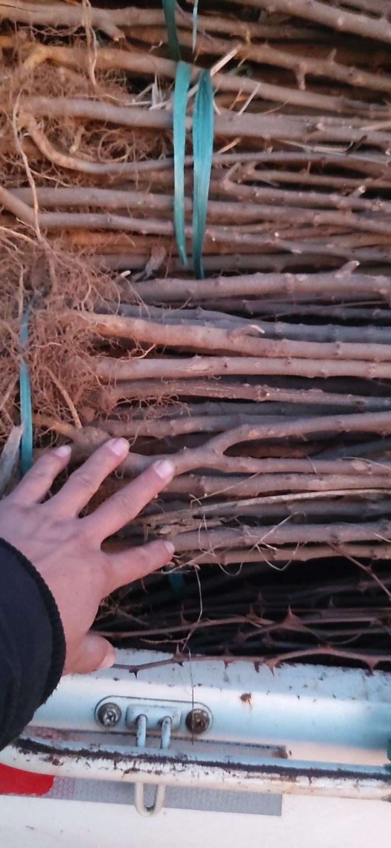 大红袍花椒苗地径0.8公分粗以上量大