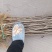 大红袍花椒苗地径0.8公分粗以上量大