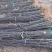大红袍花椒苗地径0.8公分粗以上量大
