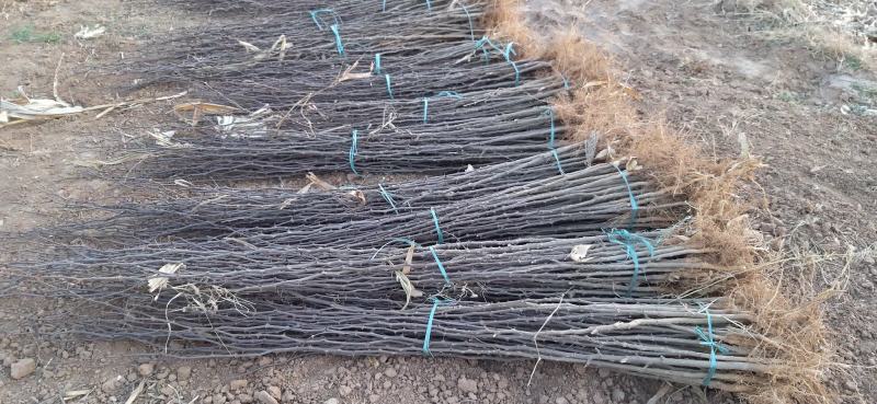 大红袍花椒苗地径0.8公分粗以上量大