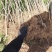大红袍花椒苗地径0.8公分粗以上量大