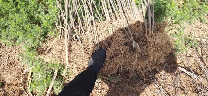 大红袍花椒苗地径0.8公分粗以上量大