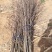 大红袍花椒苗地径0.8公分粗以上量大