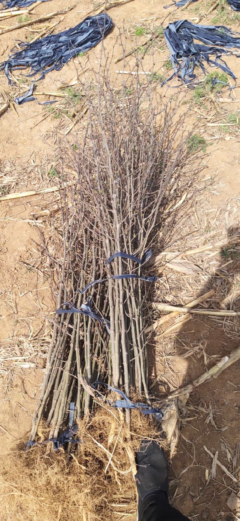 大红袍花椒苗地径0.8公分粗以上量大