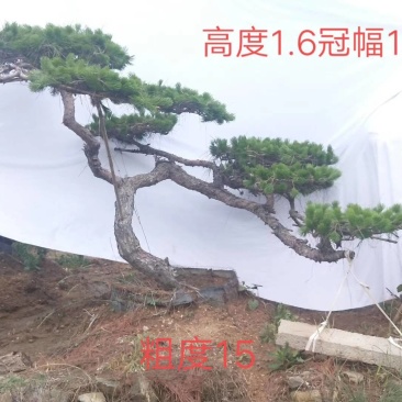 专业专注造型松棵棵都是艺术品