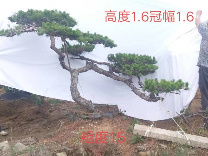 专业专注造型松棵棵都是艺术品