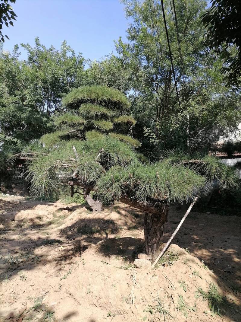 专业专注造型松棵棵都是艺术品