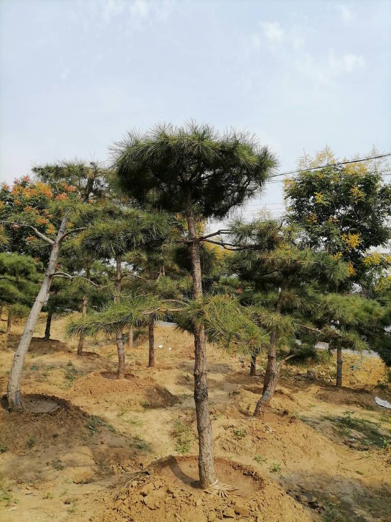 专业专注造型松棵棵都是艺术品