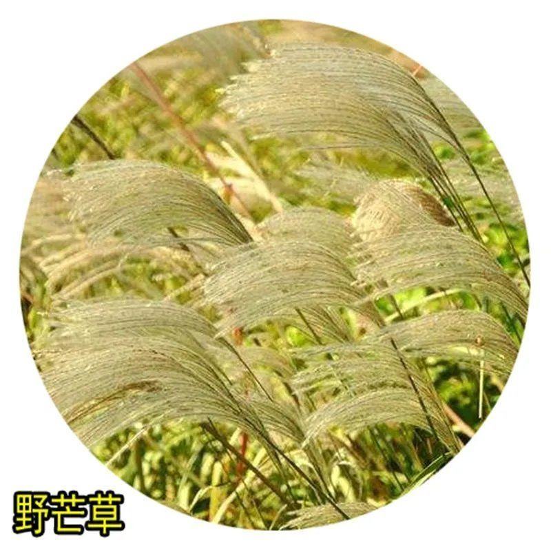 护坡牧草野芒草种子四季种南方北方种植野草植物易种草籽护坡