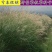 护坡牧草野芒草种子四季种南方北方种植野草植物易种草籽护坡