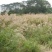 护坡牧草野芒草种子四季种南方北方种植野草植物易种草籽护坡
