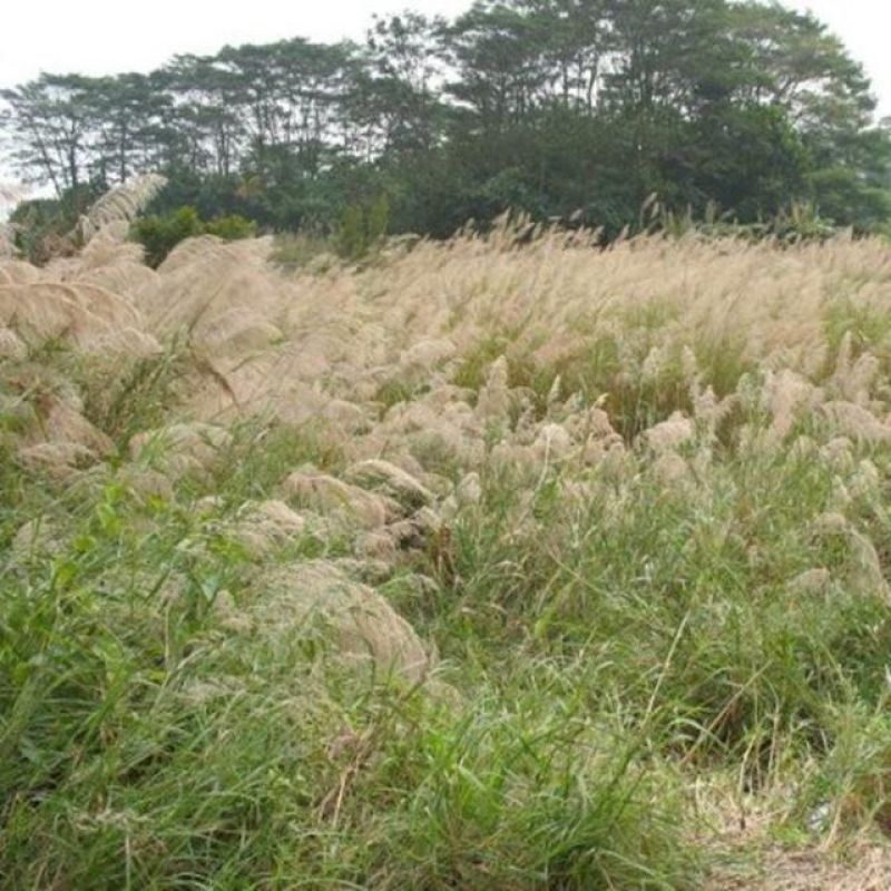 护坡牧草野芒草种子四季种南方北方种植野草植物易种草籽护坡