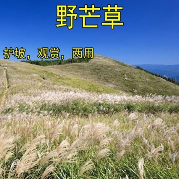 护坡牧草野芒草种子四季种南方北方种植野草植物易种草籽护坡