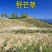 护坡牧草野芒草种子四季种南方北方种植野草植物易种草籽护坡