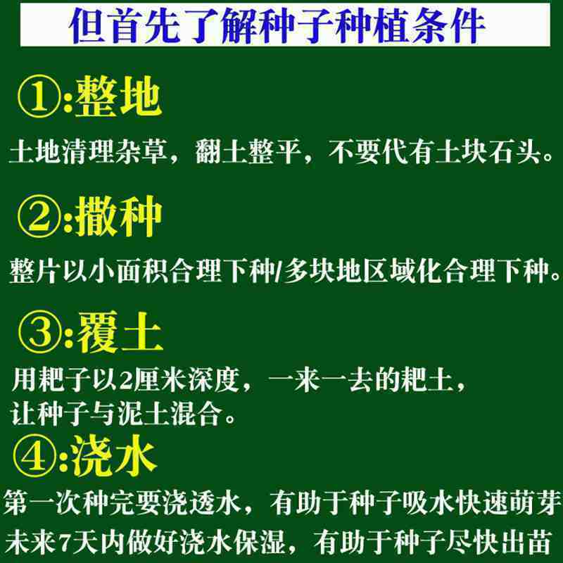 护坡牧草野芒草种子四季种南方北方种植野草植物易种草籽护坡