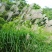 护坡牧草野芒草种子四季种南方北方种植野草植物易种草籽护坡