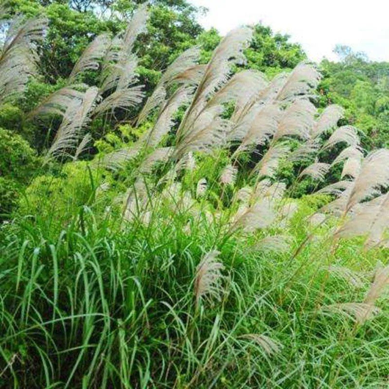 护坡牧草野芒草种子四季种南方北方种植野草植物易种草籽护坡