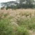 护坡牧草野芒草种子四季种南方北方种植野草植物易种草籽护坡