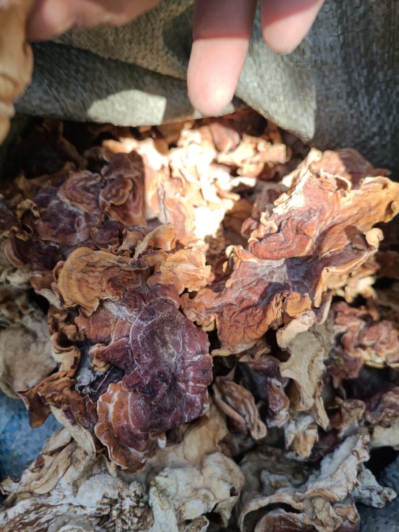 榆耳干榆耳干榆耳好榆耳精品特色榆耳