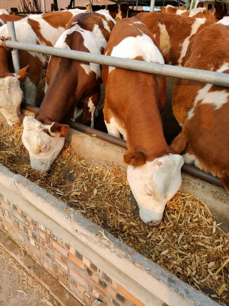 西门塔尔牛犊肉牛犊养殖场山西牛类直发包回收包技术