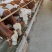 西门塔尔牛犊肉牛犊养殖场山西牛类直发包回收包技术