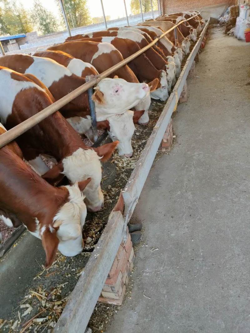 西门塔尔牛犊肉牛犊养殖场山西牛类直发包回收包技术