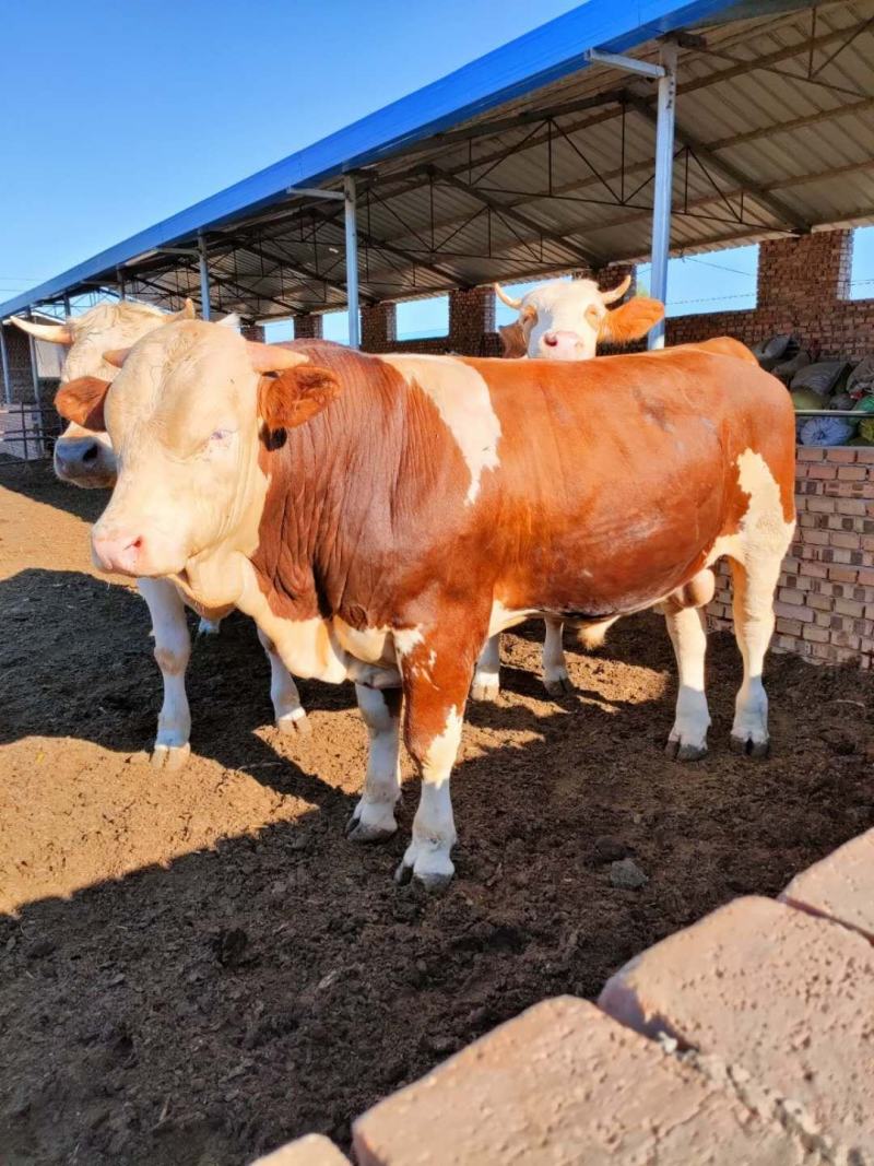 西门塔尔牛犊肉牛犊养殖场山西牛类直发包回收包技术
