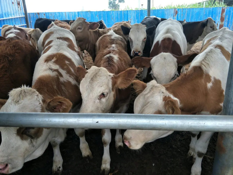 西门塔尔牛犊肉牛犊养殖场山西牛类直发包回收包技术