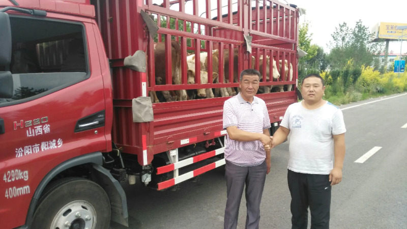 西门塔尔牛犊肉牛犊养殖场山西牛类直发包回收包技术