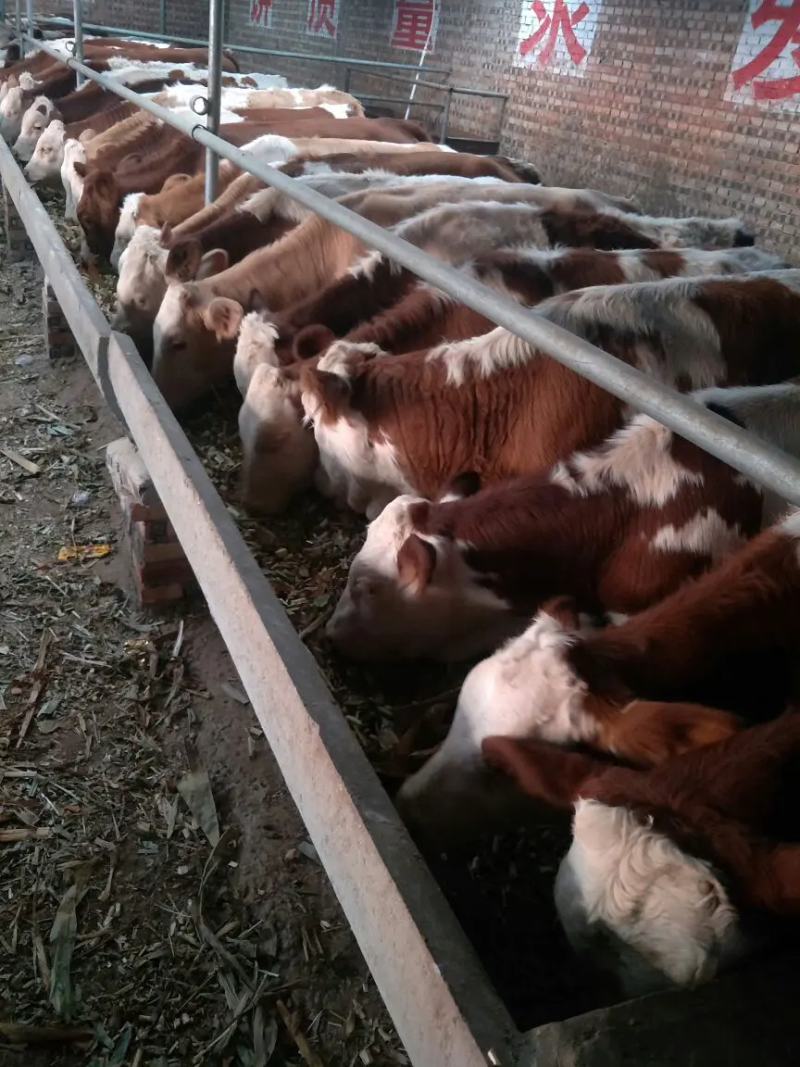 西门塔尔牛犊肉牛犊养殖场山西牛类直发包回收包技术