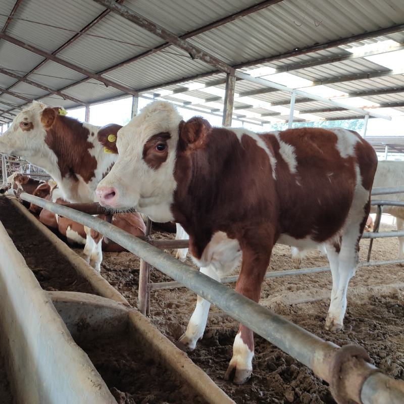 肉牛犊架子牛出售质量好价格低保证健康包技术包回收免费送货