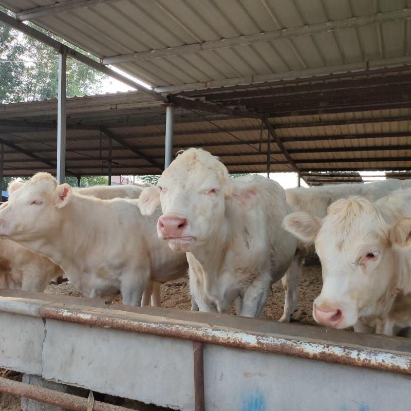 肉牛犊架子牛出售质量好价格低保证健康包技术包回收免费送货