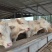 肉牛犊架子牛出售质量好价格低保证健康包技术包回收免费送货
