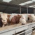 肉牛犊架子牛出售质量好价格低保证健康包技术包回收免费送货