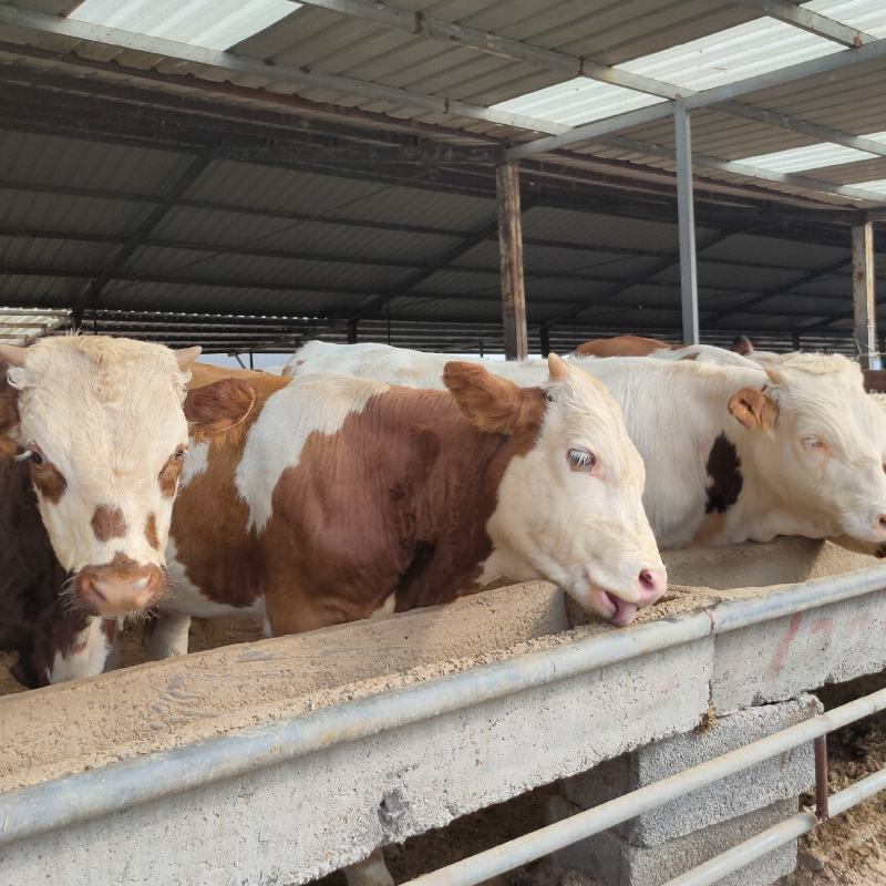 肉牛犊架子牛出售质量好价格低保证健康包技术包回收免费送货